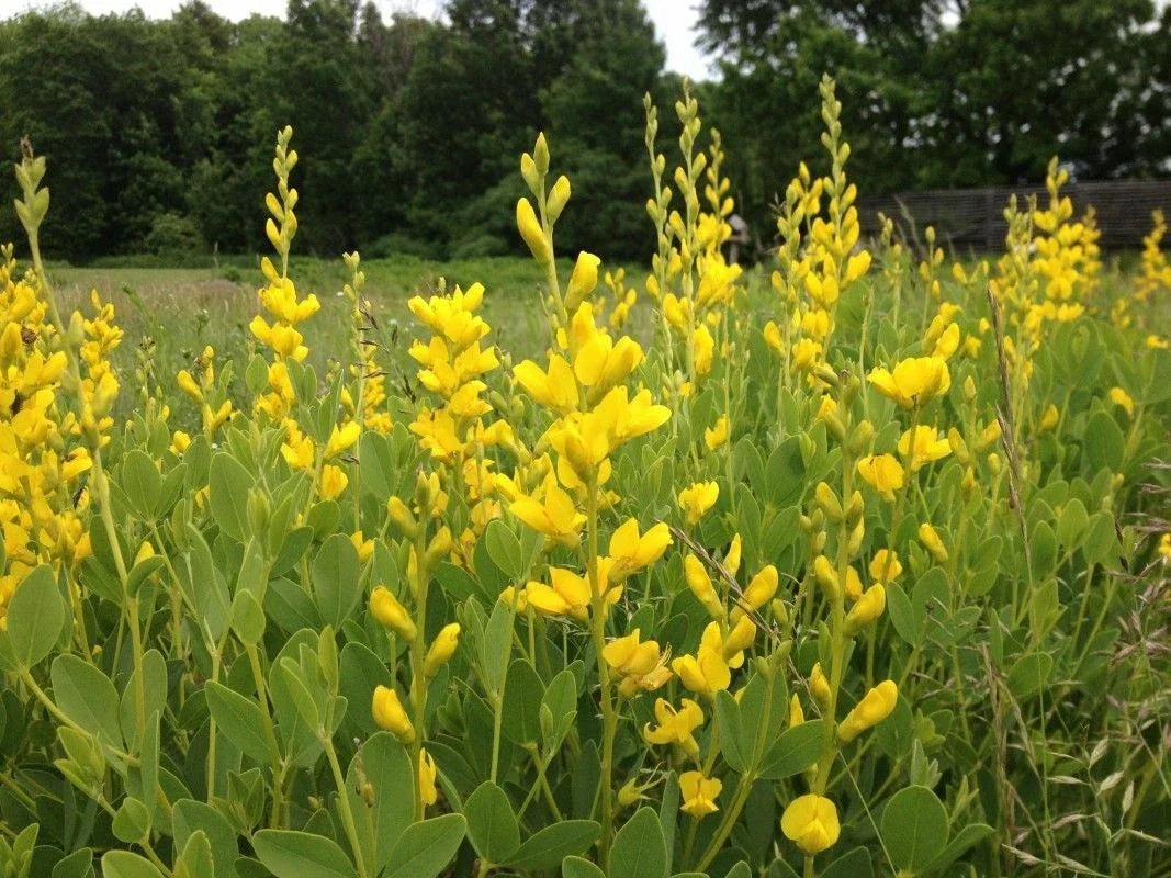 Yellow False Indigo Seeds 30 Count - Baptisia tinctoria - Non-Stratified, Native Wildflower Seeds for Garden Planting