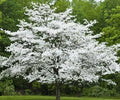 Cherokee Princess Dogwood Tree 18+ Inches Live Plant Cornus florida White Flowering Bare Root