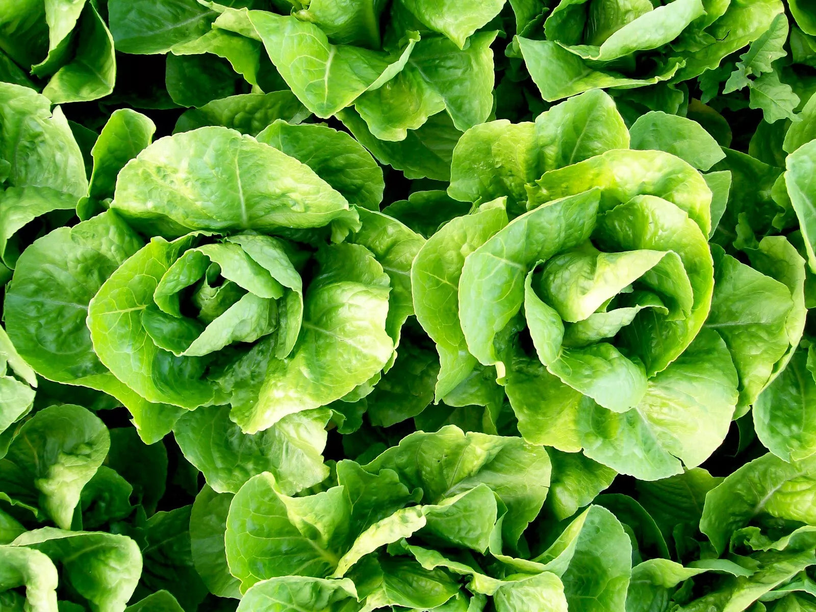 Parris Island Cos Romaine Lettuce Seeds 600+ Non-GMO Vegetable Seeds - Ideal for Home Gardening, Organic Growing
