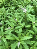 Gooseneck Loosestrife Perennial Plants - 10 Bare Root, White Flowers - Lysimachia clethroides