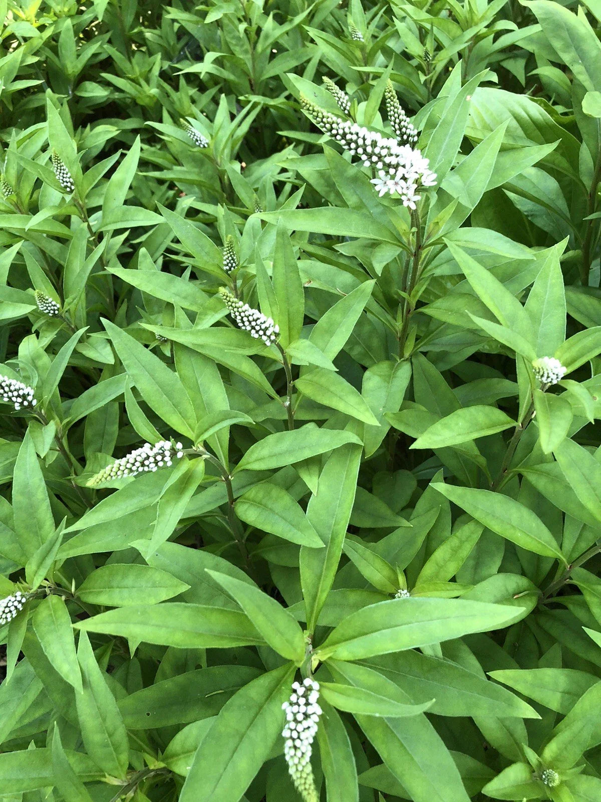 Gooseneck Loosestrife Perennial Plants - 10 Bare Root, White Flowers - Lysimachia clethroides
