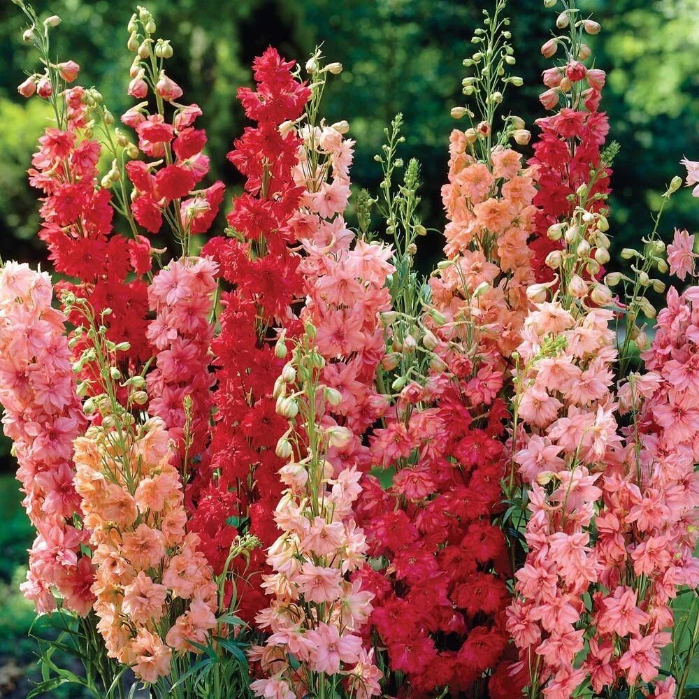 Delphinium Seeds - 50 Red Arrow Mix Perennial Flower Seeds - Delphinium x cultorum