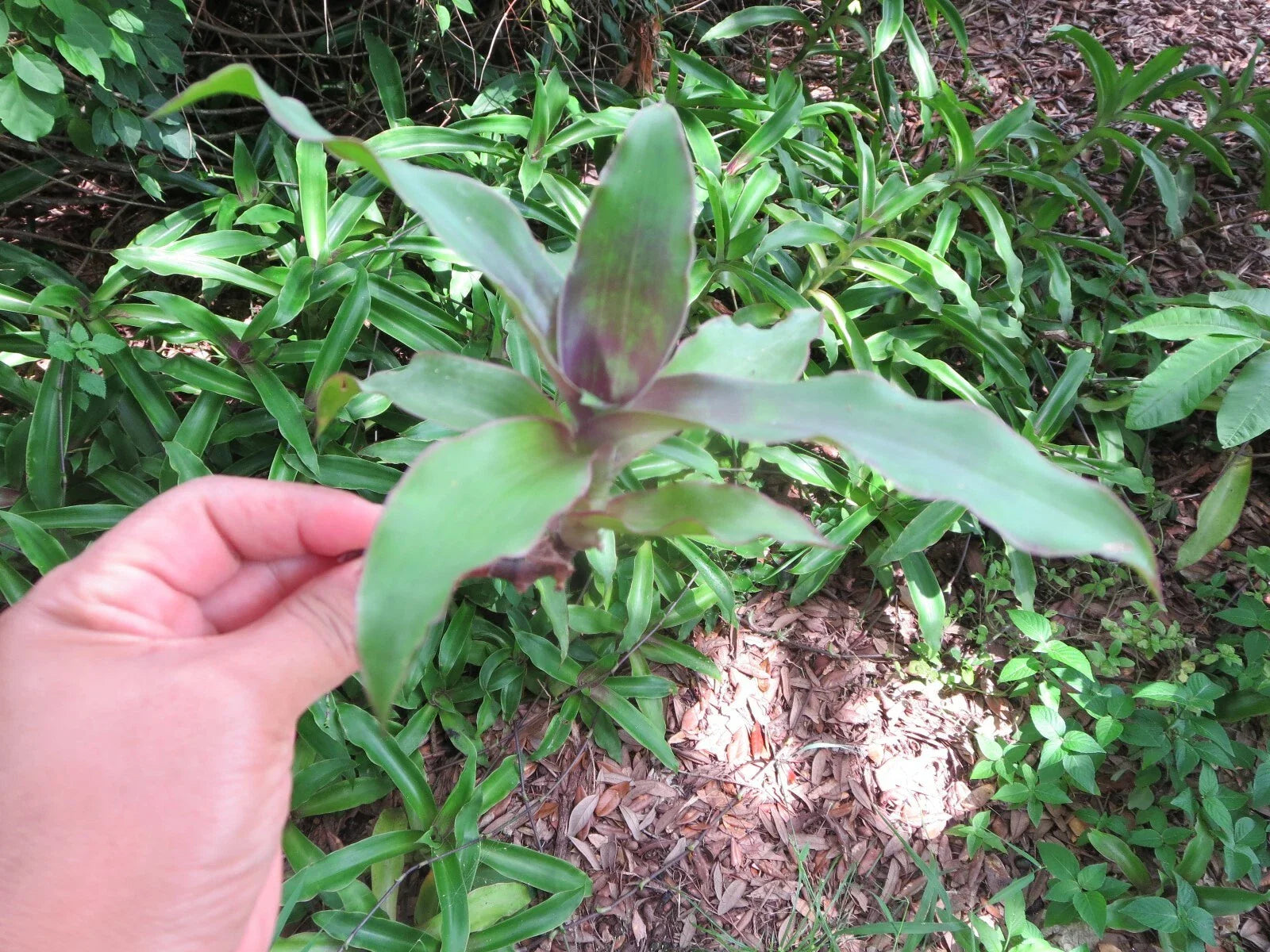Callisia fragrans Cuttings - 5 Medicinal Basket Plant Cuttings - Ideal for Home Gardening and Herbal Remedies