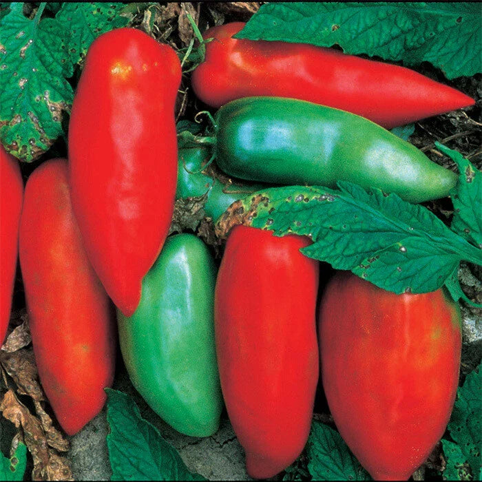 Sausage Tomato Seeds - Fresh Heirloom Seeds for Garden - Lycopersicon esculentum