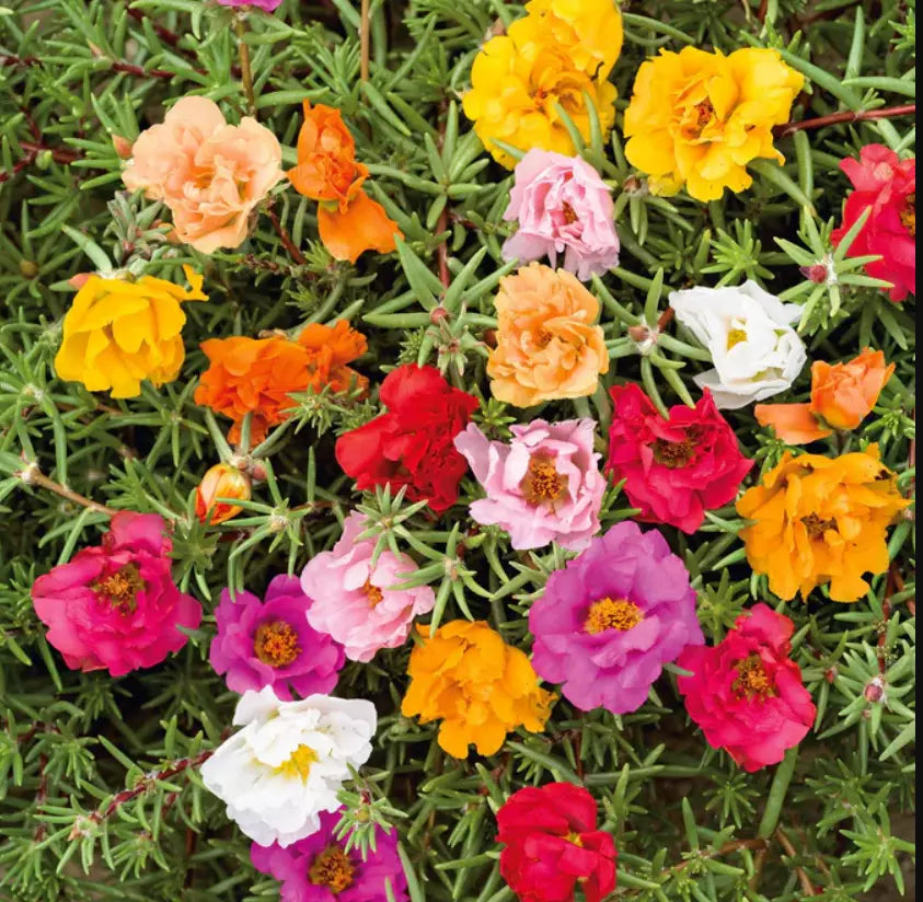 Moss Rose Seeds - Double Mix - Portulaca with Low-Growing Peony Blooms - 500 Seeds for Pollinators