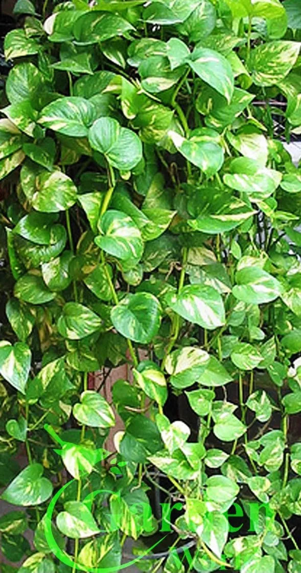 Pothos Vine Cutting - Golden Queen - Easy Care House Plant - Epipremnum aureum