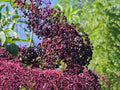 Elderberry Cuttings 5-12” Long - York, Nova, Adams Varieties - Sambucus canadensis