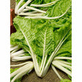 Swiss Chard Seeds - Lucullus Variety - Non-GMO Fresh Seed - Beta vulgaris subsp. cicla