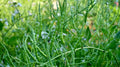 Singara Rat's Tail Radish Seeds - 500+ Seeds for Garden Planting - Raphanus sativus var. caudatus - USA