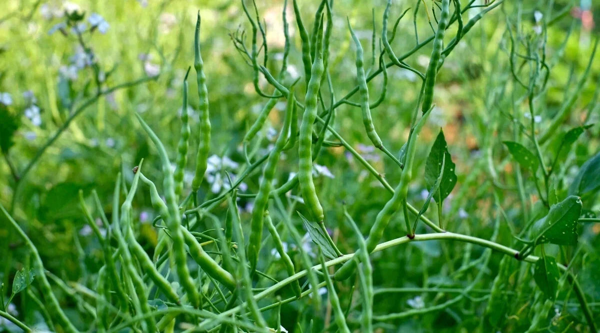 Singara Rat's Tail Radish Seeds - 500+ Seeds for Garden Planting - Raphanus sativus var. caudatus - USA