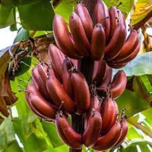 Musa Banana Tree Starter Plant - Small Rooted Bordelon Variety - Tropical Houseplant for Home Garden