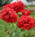 Red Double Poppy Seeds - 200+ Count - Papaver rhoeas - Perfect for Garden Planting - USA Grown