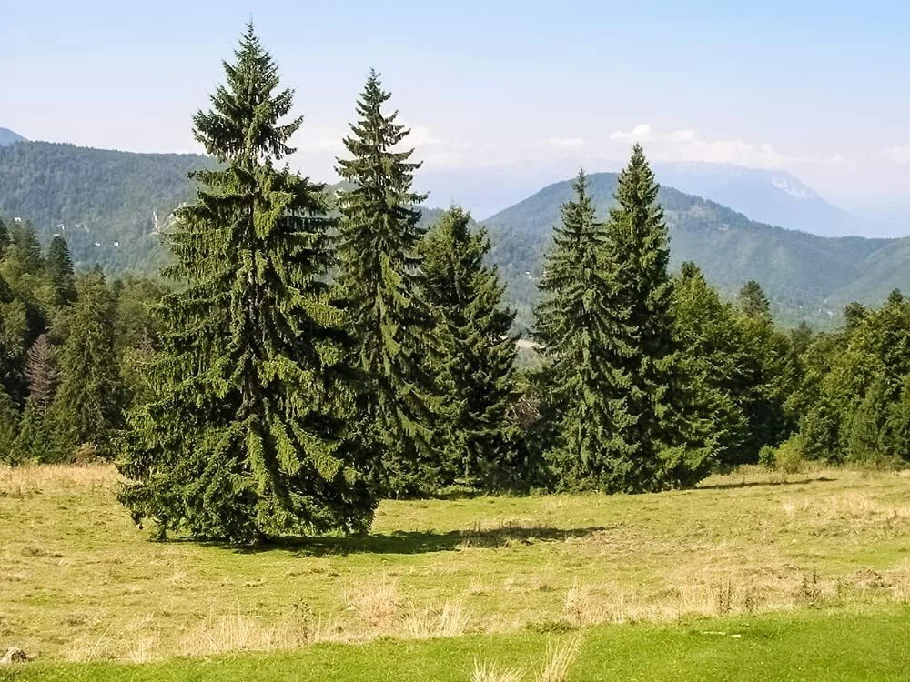 Norway Spruce Tree Seeds - 50 Pack - Picea Abies - Beautiful Evergreen Tree Seeds for Planting