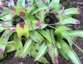 Neoregelia Bromeliad Pup Lime Green Stripe Variegated Indoor Outdoor Plant