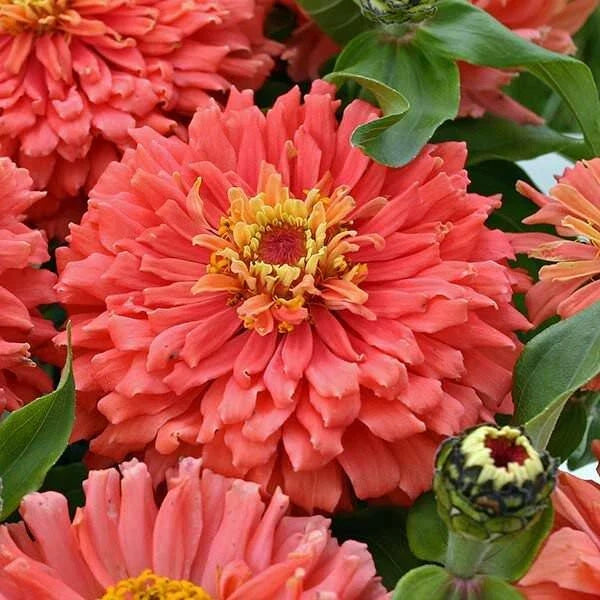 Senora Zinnia Seeds - 100+ Pack - Colorful Garden Flowers - Zinnia elegans - USA Grown, Free Shipping