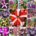 Mixed Petunia Flower Seeds | 100 Non-GMO Seeds | Rare Varieties for Planting | Petunia spp.