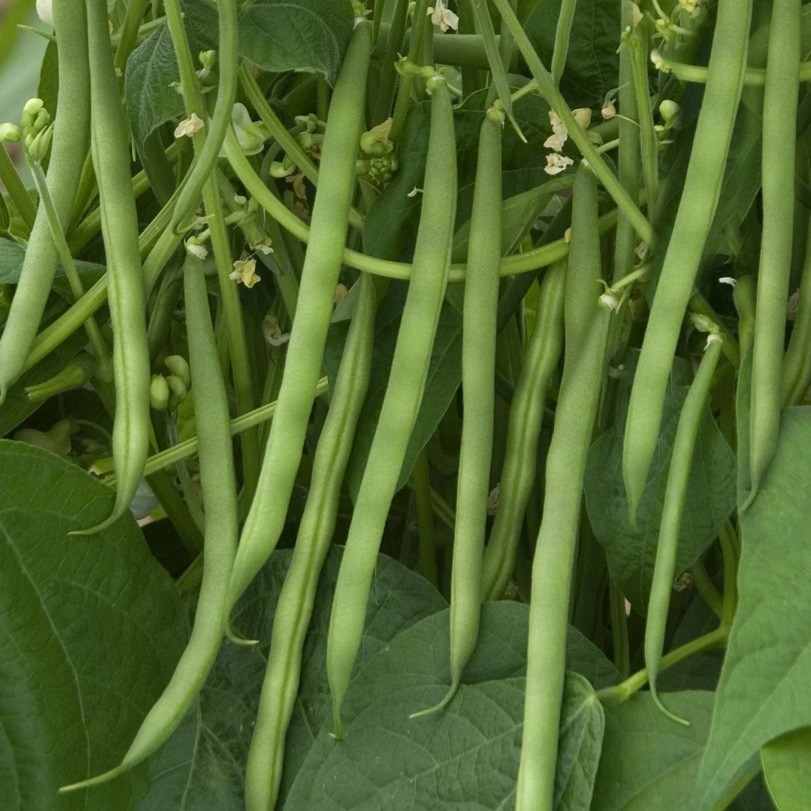 Contender Green Bean Seeds - 30+ Count - Heirloom Vegetable Seeds for Planting - Phaseolus vulgaris