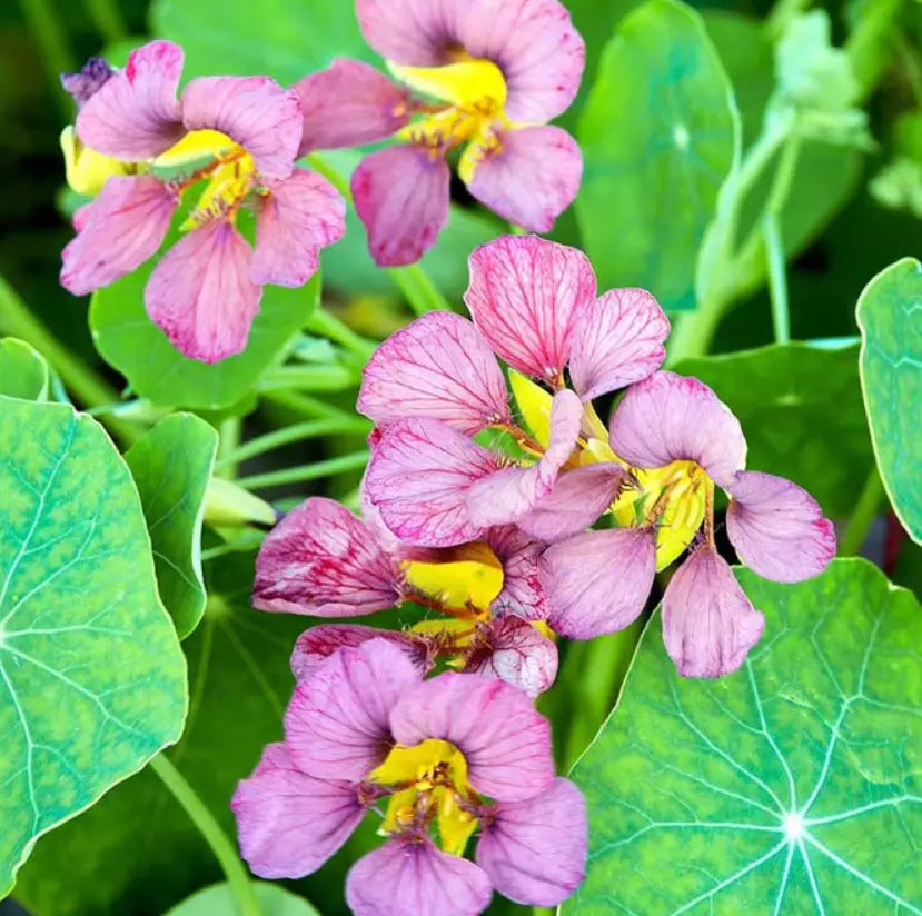 Nasturtium Seeds - Purple Emperor Heirloom Edible Flowers - Non-GMO - 15 Seeds