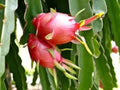 Dragon Fruit Seeds - 30 Seeds - Organic Pitaya Cactus Plant with Edible Fruit - Hylocereus spp.