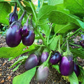 Organic Baby Eggplant Seeds - 40 Count - Patio Variety - Solanum melongena - USA Grown, Free Shipping