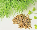 Dill Seeds 800+ Count Non-GMO Heirloom Herb Spice for Spring Planting (Anethum graveolens) USA
