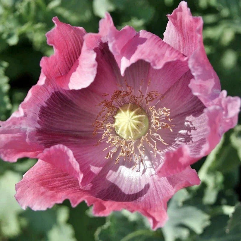 Giant Poppy Seeds - Pink Gargantuan Variety - Non-GMO - 500 Seeds - Perfect for Baking and Huge Blooms - Papaver somniferum