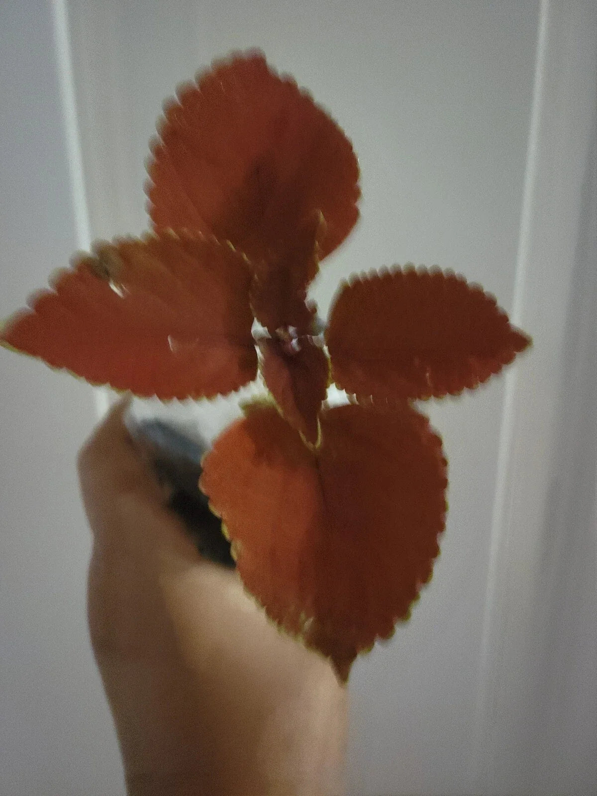 Live Plant - Coleus Main Street Wall Street - Fire Sun - Coleus blumei