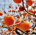 Persimmon Tree Cuttings for Rooting and Grafting - Diospyros kaki - Hardy Fruit Tree Propagation