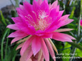Epiphyllum Cuttings - 8 to 10 inches - Castle Starburst - Succulent Plant Cuttings (Unrooted)