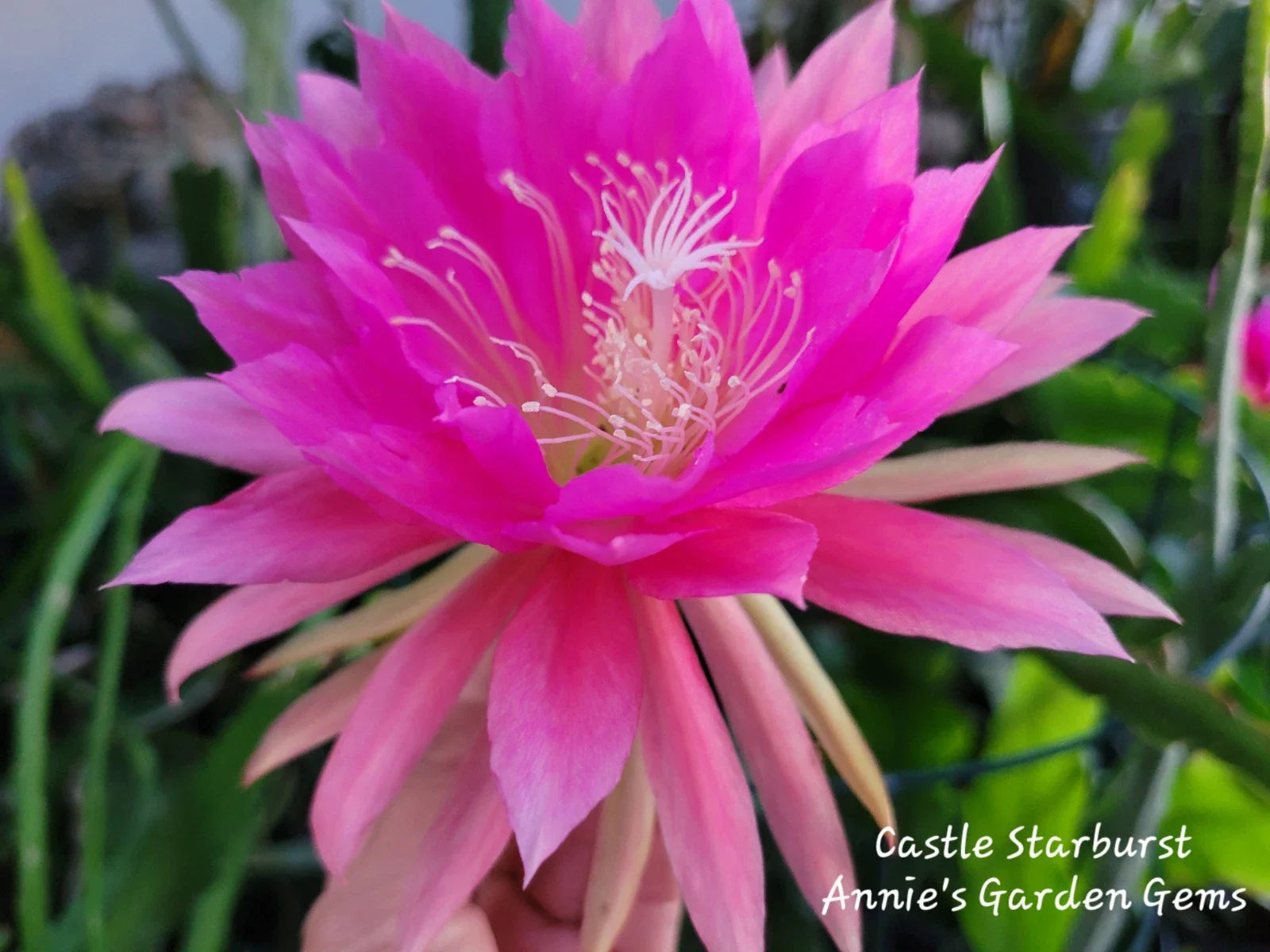 Epiphyllum Cuttings - 8 to 10 inches - Castle Starburst - Succulent Plant Cuttings (Unrooted)