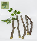 Organic Moringa Cuttings - 5 Pack, Florida Grown, Nutrient-Rich Moringa Oleifera