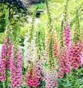 Digitalis Foxglove Mixed Seeds 2000+ Count | Perennial Flower Seeds | USA Seller