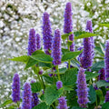 Perennial Anise Hyssop Plants - 2 Bare Root - Fragrant Purple Flowers - Agastache foeniculum - Hummingbird & Pollinator Friendly
