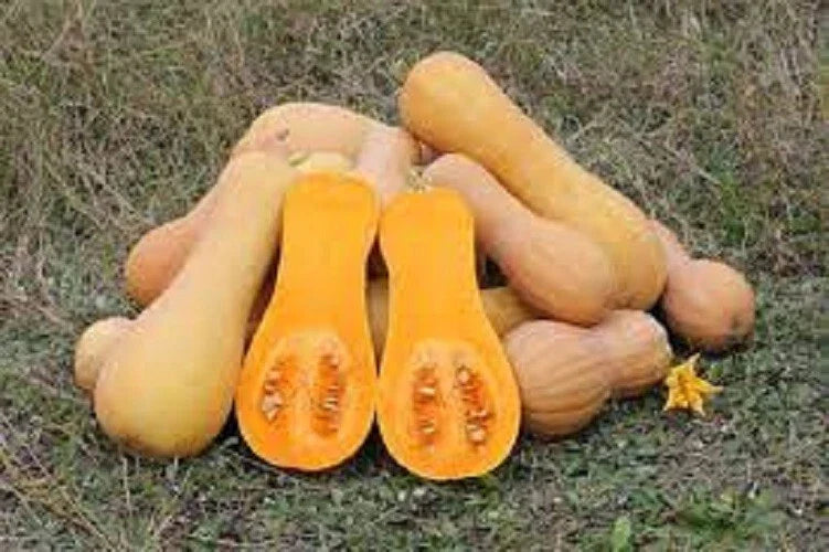 Premium Waltham Butternut Winter Squash Seeds - Fresh Heirloom Variety, Cucurbita moschata