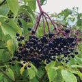 Elderberry Seeds - 200+ Heirloom Organic Seeds - Sambucus nigra - USA 06/2024 Harvest
