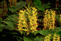Hawaiian Kahili Yellow Ginger Plant Root - Hedychium gardnerianum - 1 Root per Pack