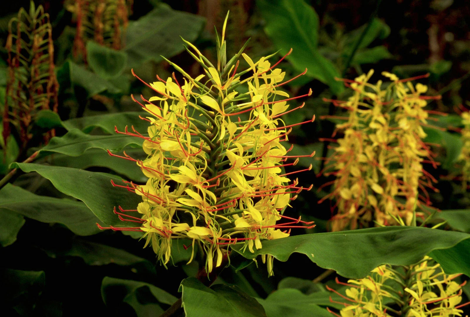 Hawaiian Kahili Yellow Ginger Plant Root - Hedychium gardnerianum - 1 Root per Pack