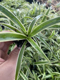 Zebra Spider Plant Plug - Variegated Green & White - Chlorophytum comosum - Easy Care Houseplant