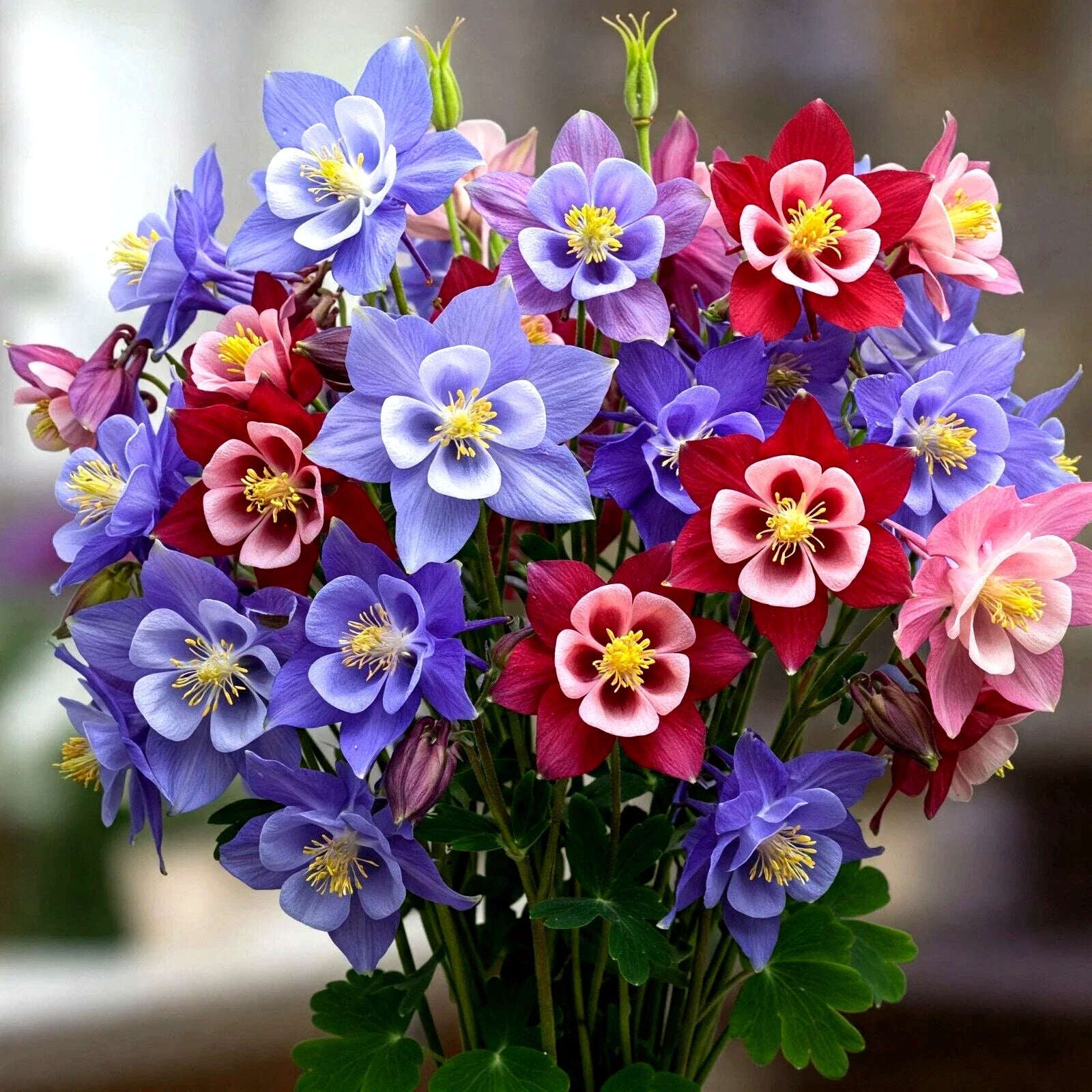Columbine Seeds - 600 McKana Giants Perennial Autumn Mix - Aquilegia caerulea - Attracts Bees - Free Shipping