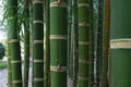 Guadua Bamboo Seeds - 50 Count - Clumping Privacy Plant for Garden - US Seller - Perfect Shade Screen
