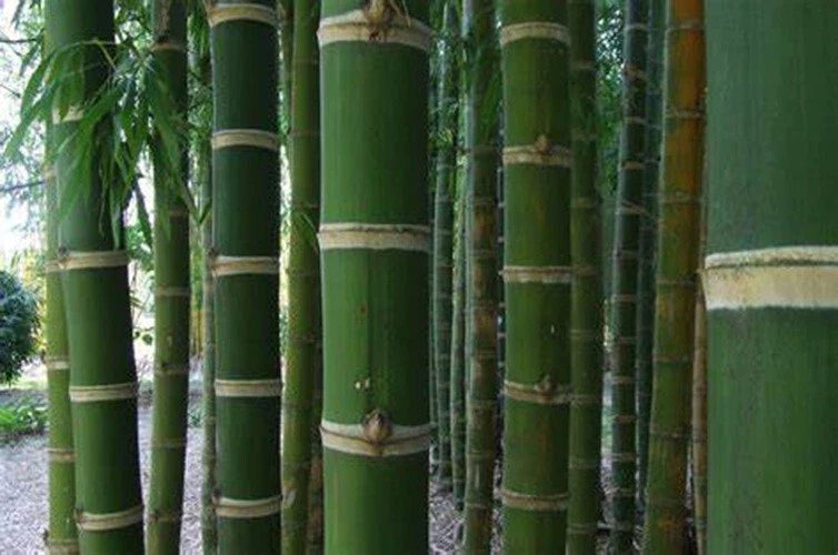 Guadua Bamboo Seeds - 50 Count - Clumping Privacy Plant for Garden - US Seller - Perfect Shade Screen