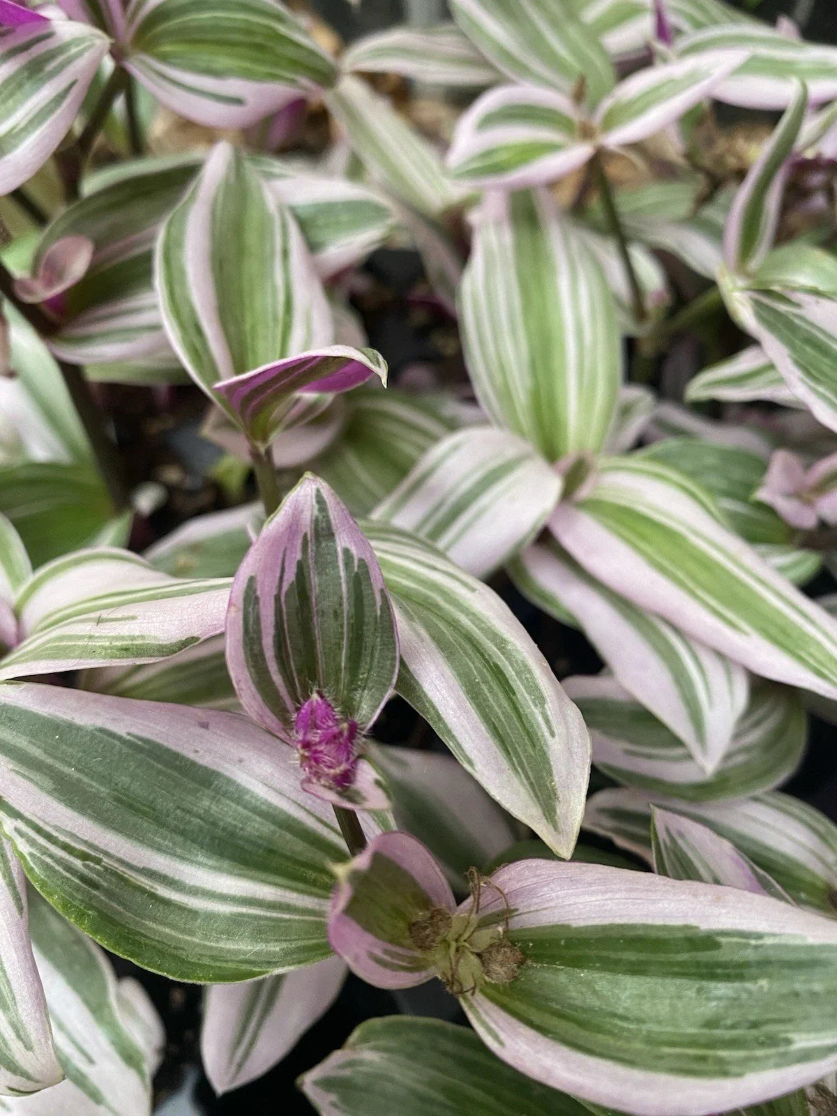 Tradescantia Nanouk Live Houseplant Cuttings - 2 Rooted Cuttings - Colorful Variegated Foliage - Easy Care Indoor Plant