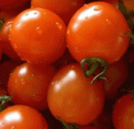 Fresh Heirloom Small Red Cherry Tomato Seeds - 25 Pack - Solanum lycopersicum - Free USA Shipping