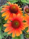Sunburst Coneflower Seeds - 200+ Daisy Seeds for Garden Planting - Echinacea paradoxa - USA - Free Shipping
