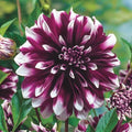 Dahlia Flower Seeds - 25 Perennial Concentrate Seeds - Colorful Blooms - Ideal for Gardens - 1105 US SELL