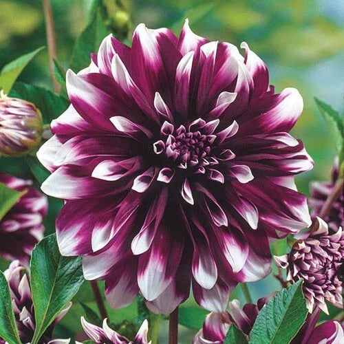 Dahlia Flower Seeds - 25 Perennial Concentrate Seeds - Colorful Blooms - Ideal for Gardens - 1105 US SELL