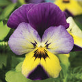 Viola Seeds 50 Pack Endurio Blue Yellow Purple Wing Viola x wittrockiana