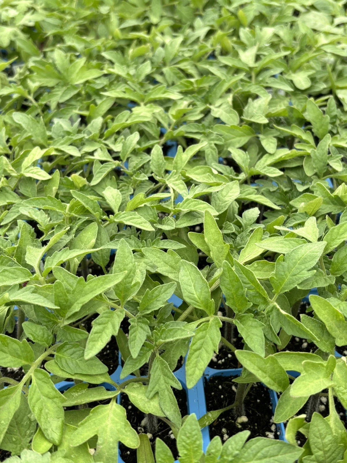 Cherokee Purple Tomato Live Plants - Lot of 2, 6-10 Inches, Heirloom Variety, Solanum lycopersicum