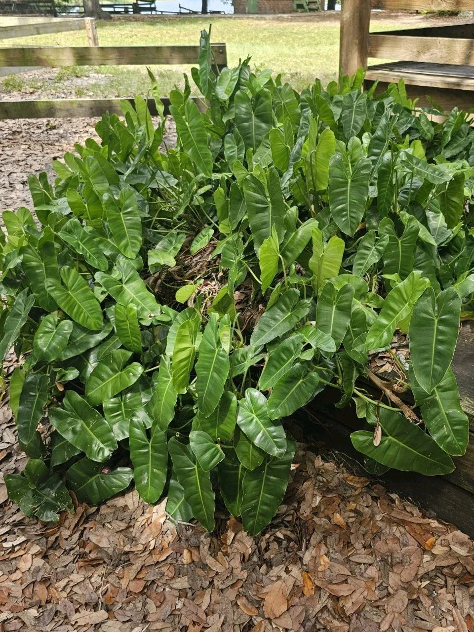 Philodendron Cutting With Roots - Burle Marx Variety - Ideal for Indoor & Outdoor Planting - Perfect for Home Decor