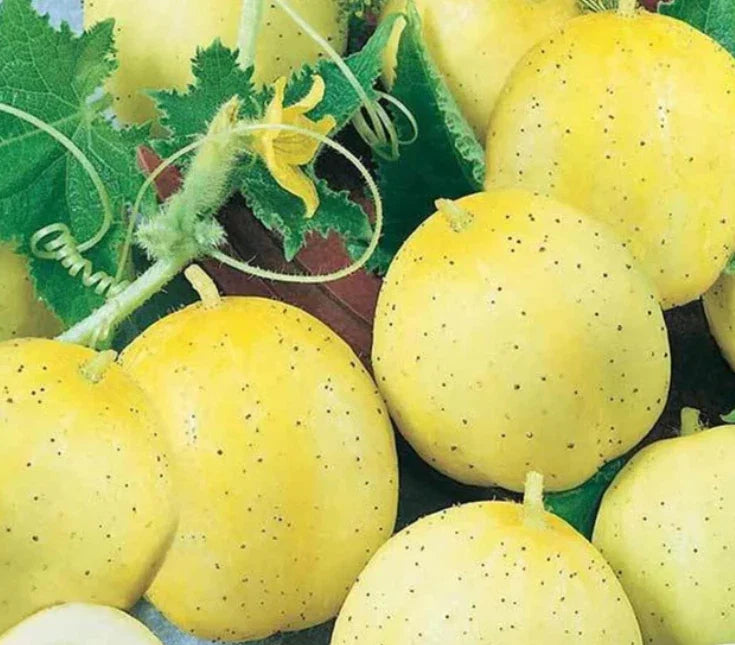 Cucumber Seeds 100 Pack Lemon Variety Non-GMO Sweet Yellow Fruits (Cucumis sativus)